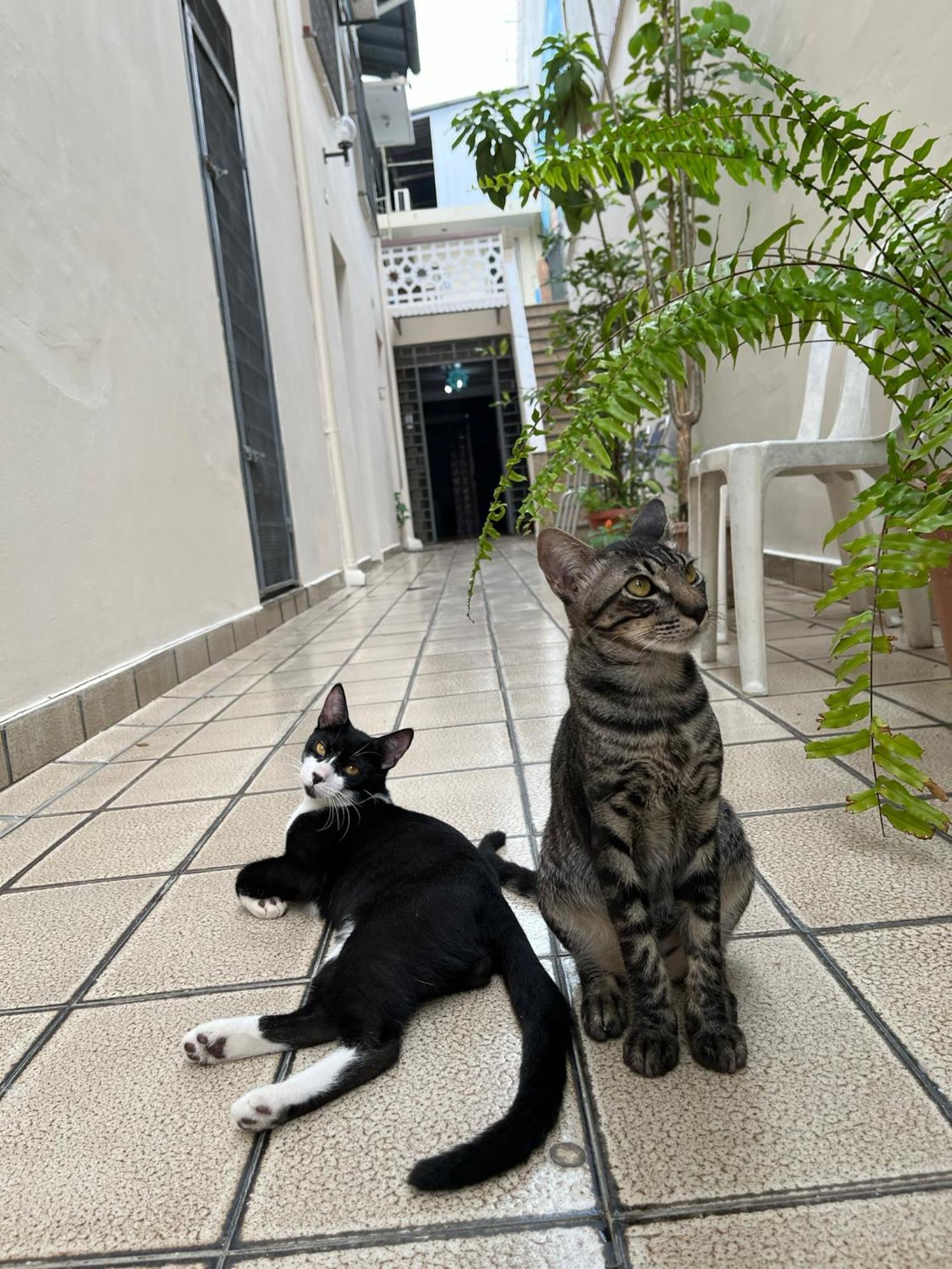 Aldeia Hostel Manaus Dış mekan fotoğraf
